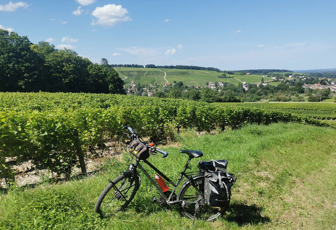 Vignes